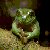 Neofrog