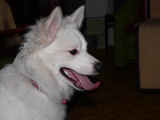 Mitka