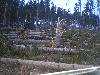 Letošní povětrné katastrofy v lesích na území Krkonoš...