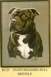 Stafbull