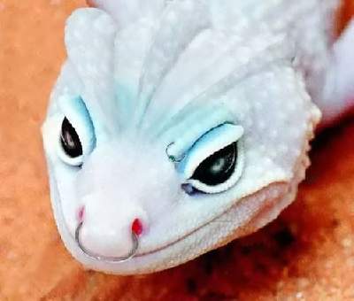 *Jetr*