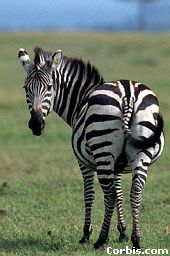 zebra