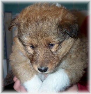 Sheltie