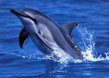 Delfin22