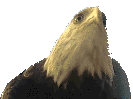 Kasal