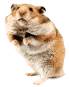 klistemisa