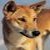 Dingo