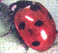 Lra