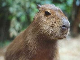 Kapybara