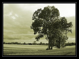 schikulka