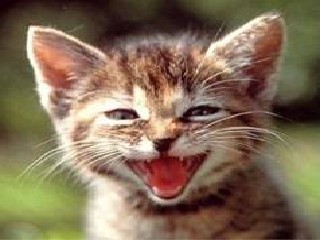 pawlus