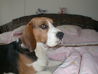 hujerka