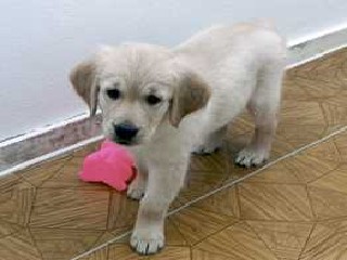 Charrlie