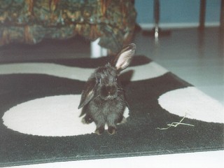 Jerzey