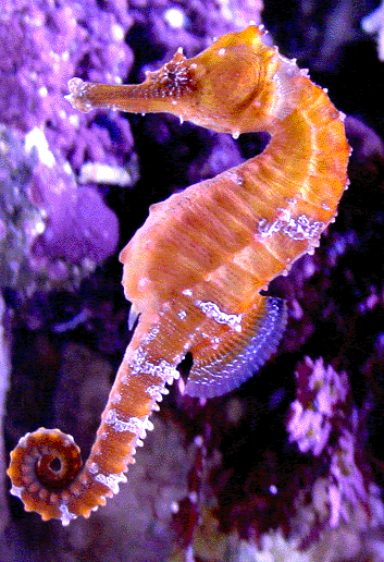 tulituli