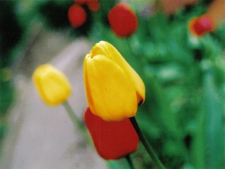 Martynka