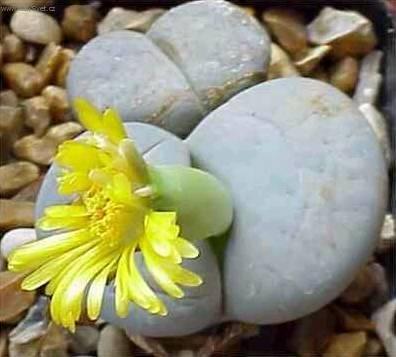 petr stone