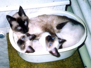 CatSiam