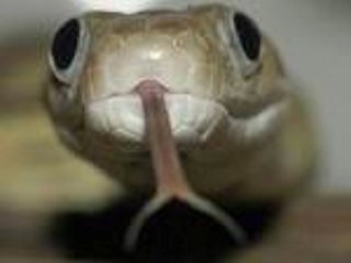 Snaky