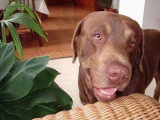 Budry