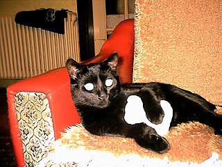 Arthus