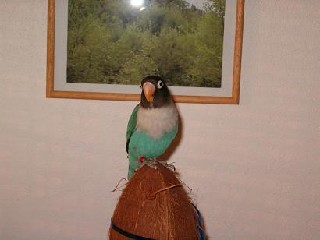 Kobylka