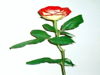 folmari