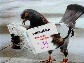 kopicka
