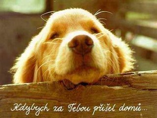 misenka