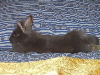Roxana