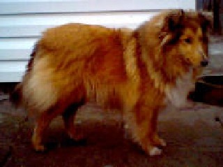 Sheltie