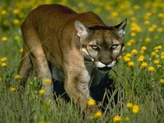 Cougar