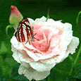 anicka
