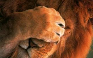 LionLady