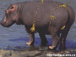 Pfana