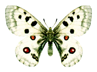 mikymaus