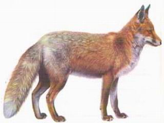 Foxus_Malikus
