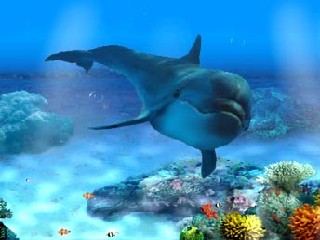 shark35