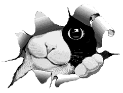 morgana