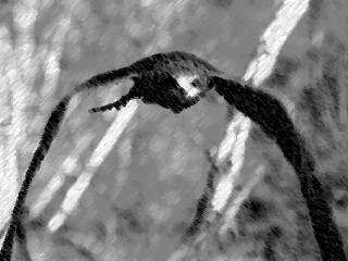 Fenix