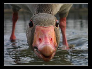 Snaajk
