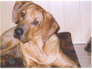 nikolm