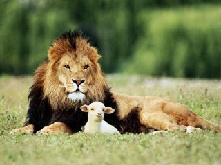 Mrs.Lion