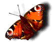 marcelin