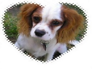 Sisula