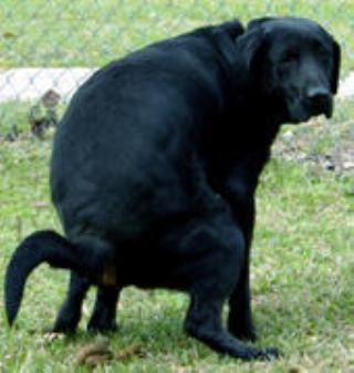 Ajinudle