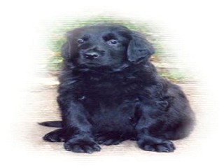 Rollo