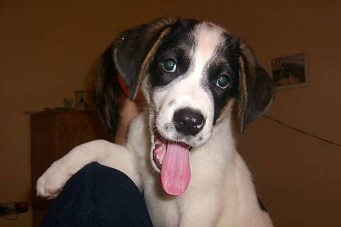 Darcynka