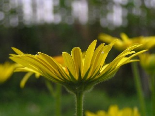 kastanek3