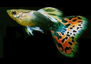 Guppy